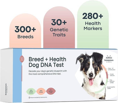 Basepaws Dog DNA Test Kit – 300+ Breeds, 280+ Genetic Health Risks, and 30+ Traits - 1 Pack - Comprehensive Dog DNA Test for Ancestry & Health Care
